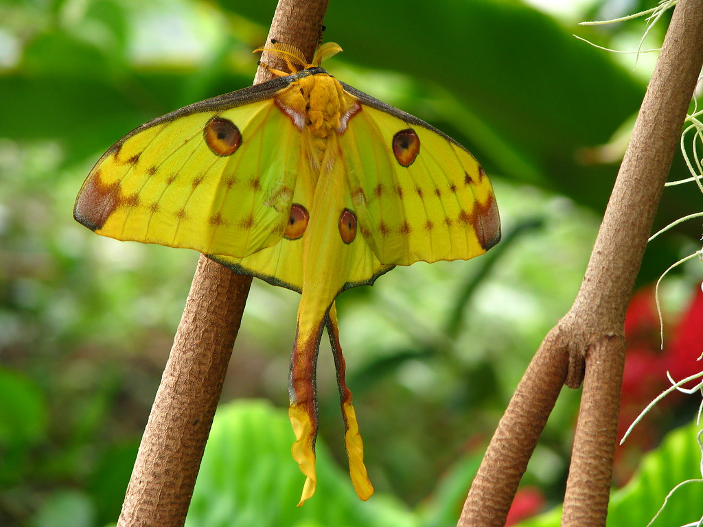 Comet Moth  - Most Beautiful Moths In The World