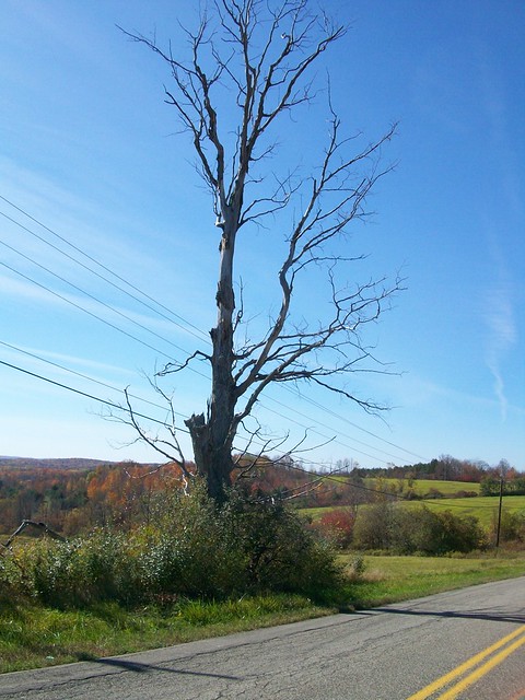 Leafless tree Caton, NY 2008