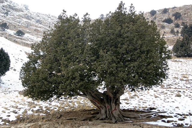 اورس، درخت 700 ساله