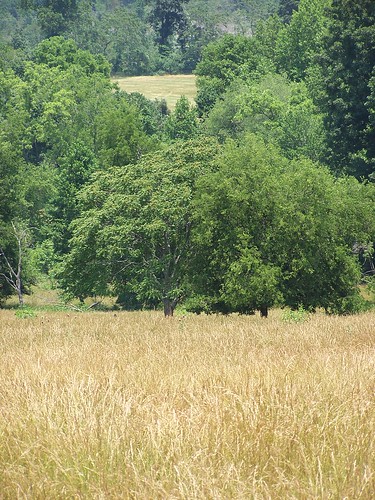 trees field nc catawbacounty