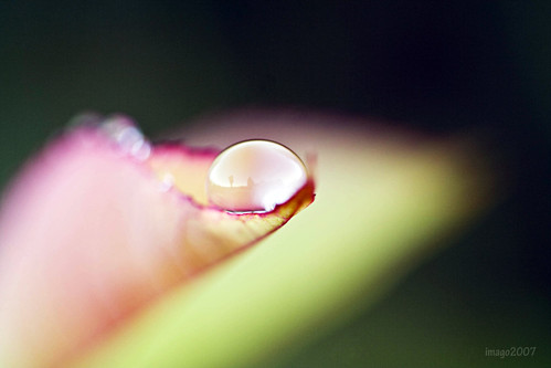 In the dew of little things by imago2007 (BUSY)