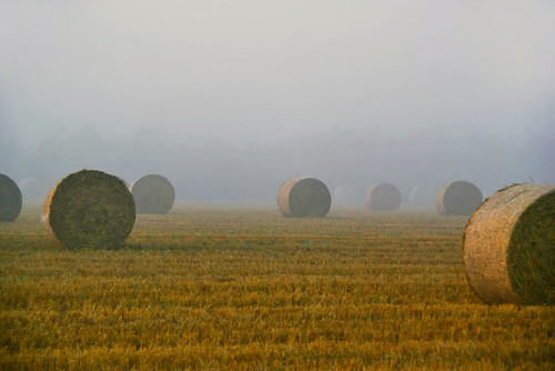 Misty Harvest by algo
