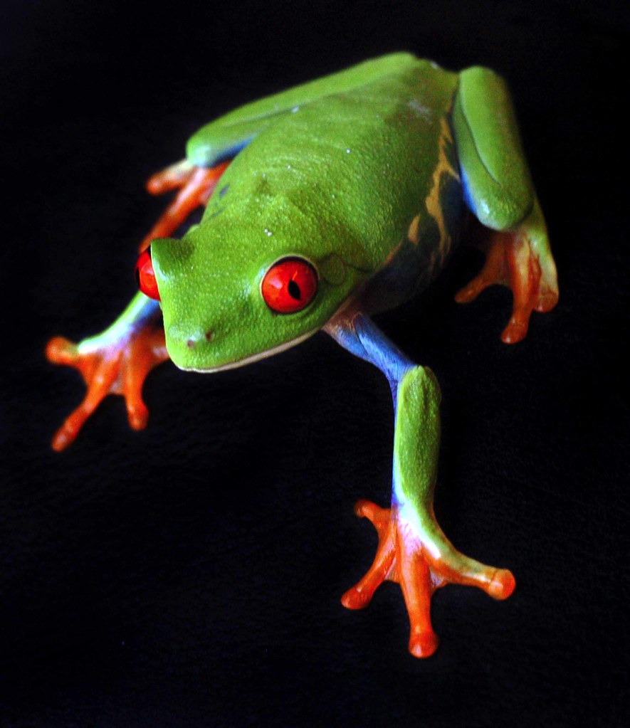 NE20050317W601 | A red-eyed tree frog, a baby reticulated py… | Flickr