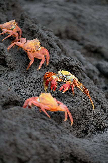 Sally Lightfoot crabs