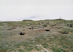 Magellanic Penguin - Isla Magdalena