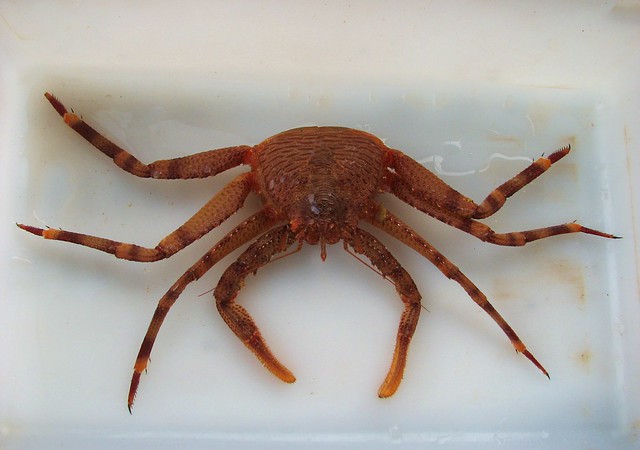 Scaled Crab (Placetron wosnessenskii)