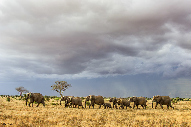 Savanna Elephant - Loxodonta africana