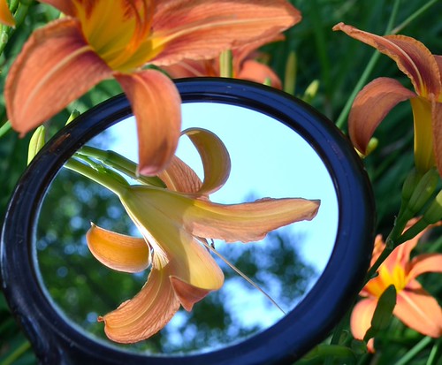 Wild Daylily | by linda_lou2