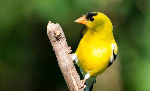 sunlight male bird birds state song goldfinch iowa backyardbirds canonef400mmf56lusm