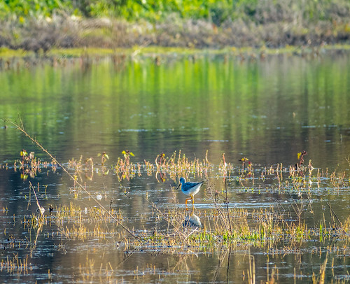 ca california wetland elkgrove centralcaliforniavalley afternoon aquaticbird outdoor cosumnesriverpreserve waterfowl park galt unitedstates us greateryellowleg