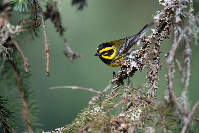 Setophaga townsendi | Townsend's Warbler | granskogssångare