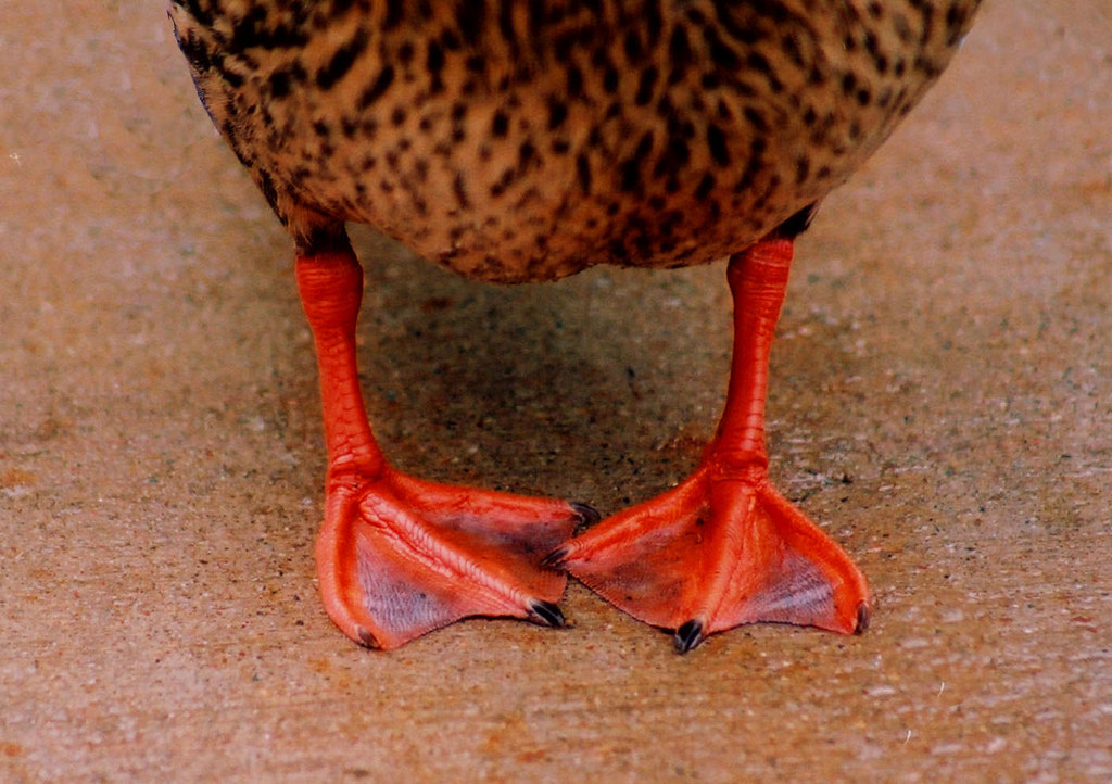 Лапка утенка. Гусиные лапы. Ноги утки. Лапы гуся. Утка с красными ногами.