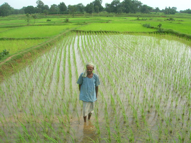 System of Rice intensification farming in Chattisgarh India