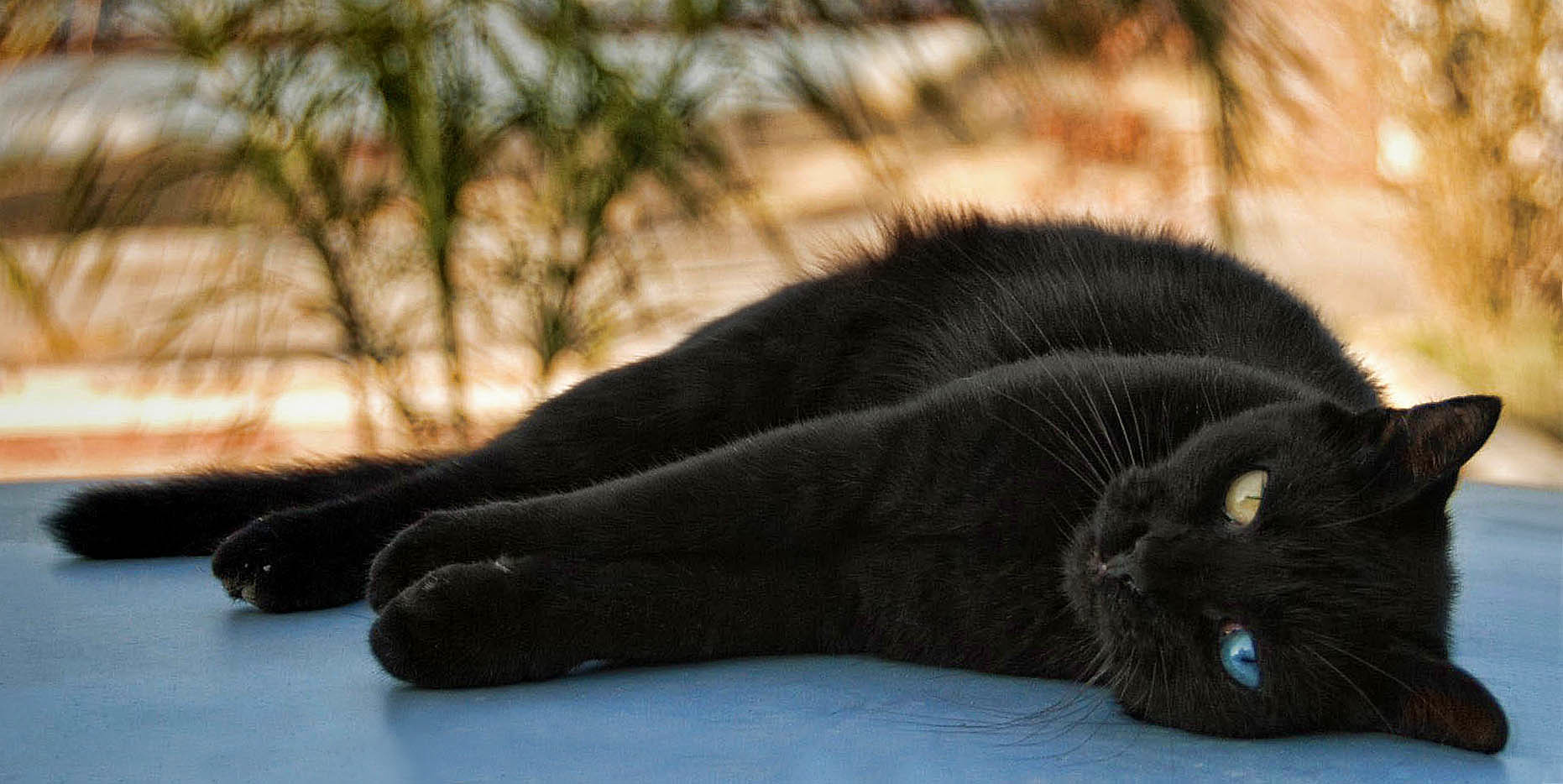 Odd-Eyed Black Cat