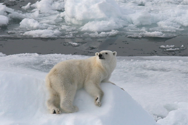 IJsberen op Spitsbergen, augustus 2008.