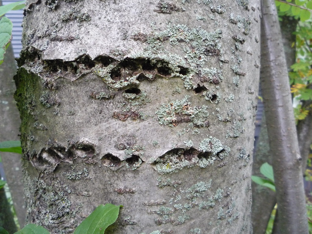 Sap sucker damage on mountain ash | Sap sucker damage on mou… | Flickr