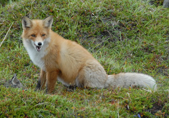 Rødrev / Fox