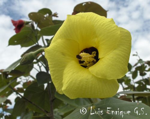 Flor Amarilla planta Pata de Vaca | Planta de Ornato llamada… | Flickr