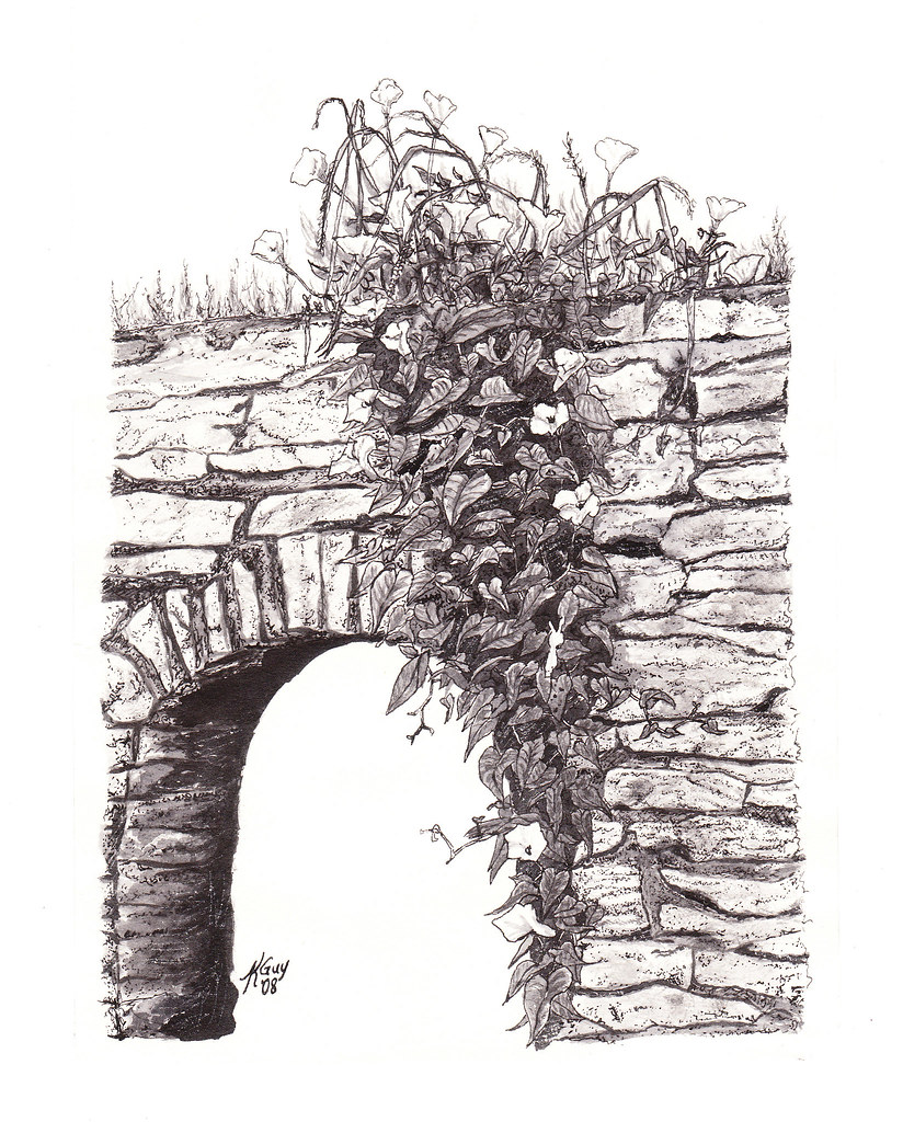 Ivy on Stone Wall, Ink Drawing.