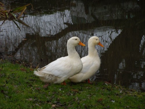Two ducks Kelvedon circular