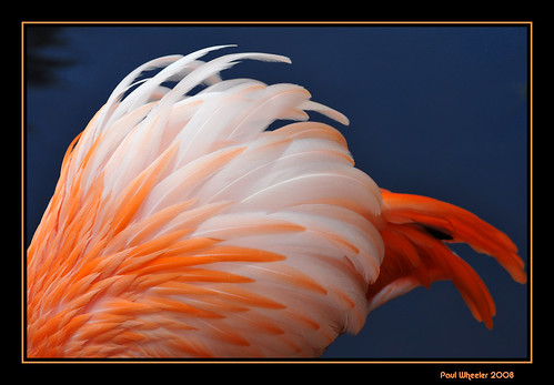 pink blue orange bird nature water mexico bravo wildlife flamingo soe avian artisticexpression supershot bej golddragon animalkingdomelite mywinners abigfave platinumphoto anawesomeshot colorphotoaward impressedbeauty 15challengeswinner artlegacy