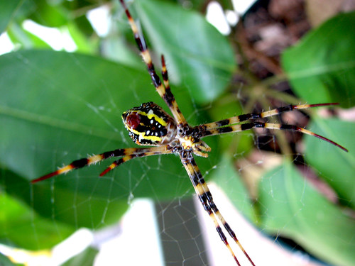Female St Andrew's Cross Spider - The Underside of the Spider (Argiope keyserlingi)
