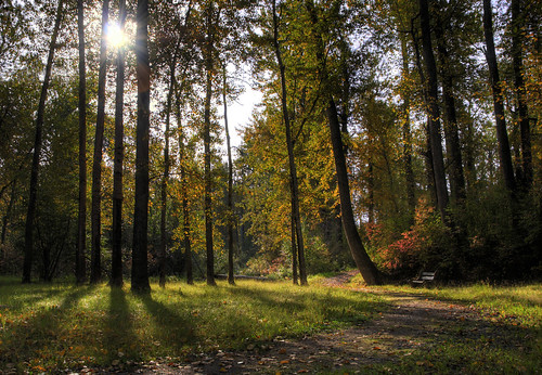 park autumn fall princegeorge cottonwoodislandpark