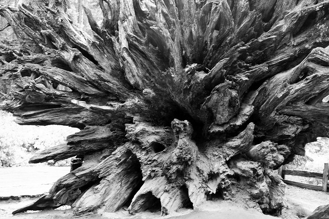 Black and white shot of the roots of a fallen giant