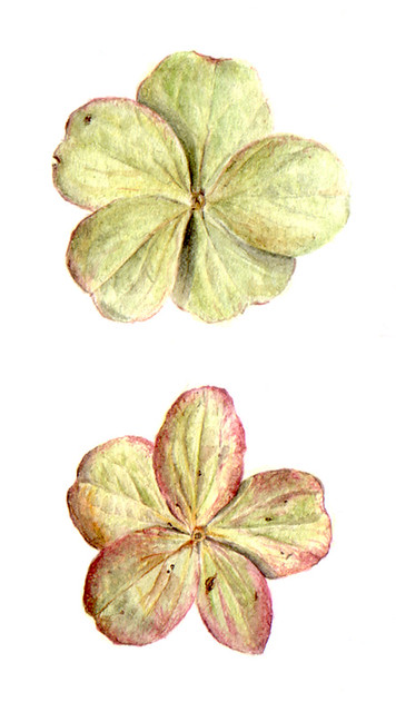 2 Hydrangea flowers
