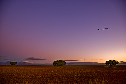 Tres árboles y tres gansos by Ariasgonzalo