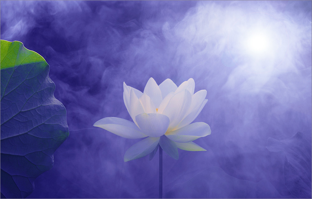 Lotus Flower - Purple BG - IMG_3559 | White Lotus Flower: Ea… | Flickr