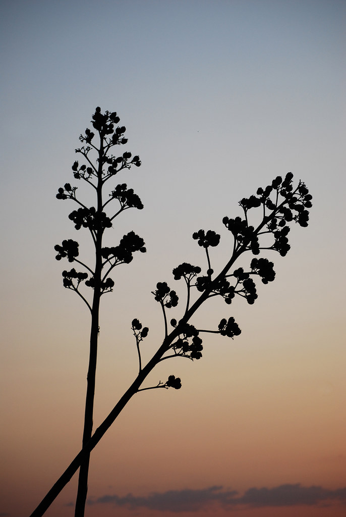 Their in love | A Pair of trees silhouetting at sunset. | Ben Koehler ...