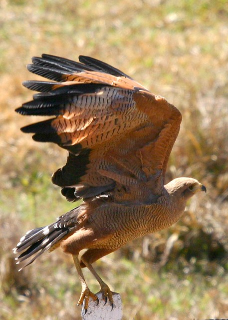 Gavião-caboclo, Savanna Hawk (Heterospizias meridionalis)
