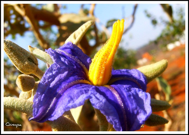 Flor de Lobeira, Solanum lycocarpum St. Hil.- Por Gilberto M Palma