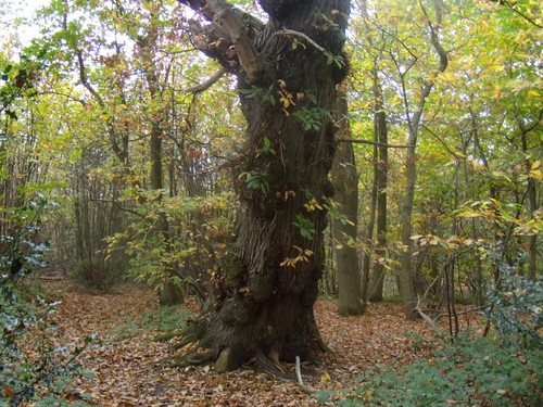 Large oak Milford to Godalming