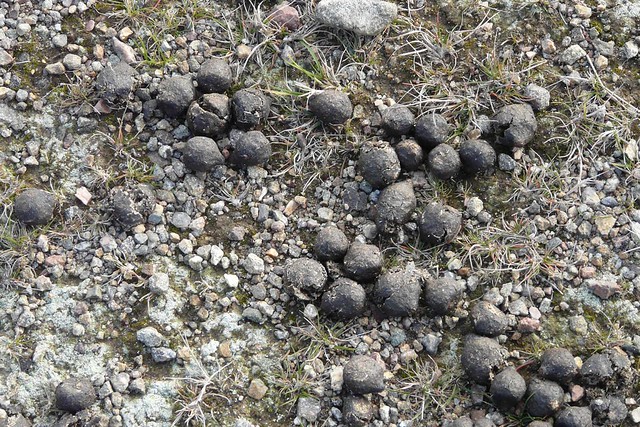 Turd Shell Moose turds - a photo on Flickriver