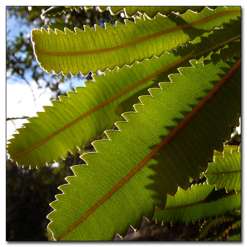 Banksia | by Raja Daja