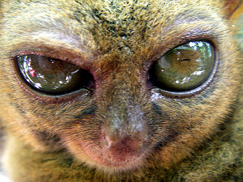 Big eyed Tarsier | Meet the world's smallest monkey. found i… | cindymarco  | Flickr