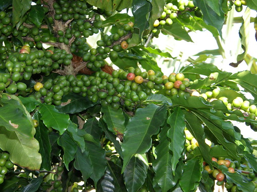 Planta del café (Coffea arabica) | by copepodo