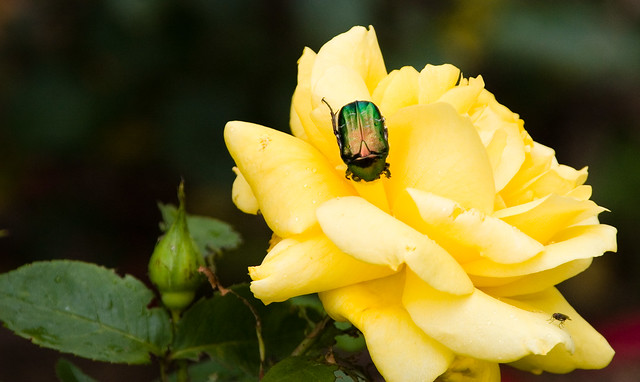 Green bug on a yellow rose