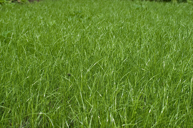 My new lawn * Мой новый газон