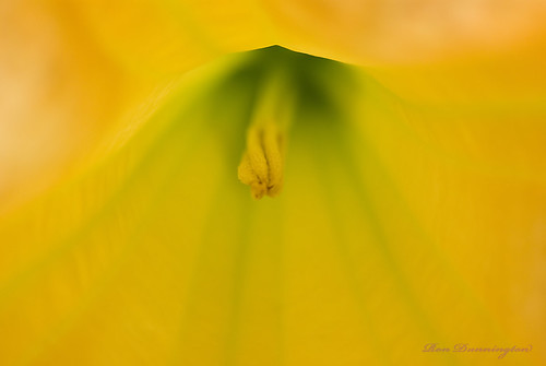 Stamen Abstract by Property#1