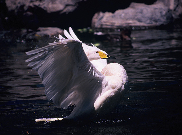 lao bai | Flickr