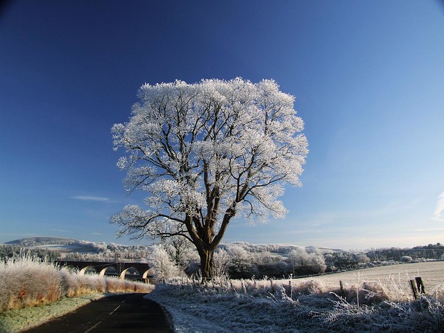 Frosty Tree, Newstead
