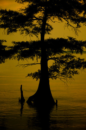 cypress tree caddolake sunsetcypress knee lake louisiana oilcity nature serene