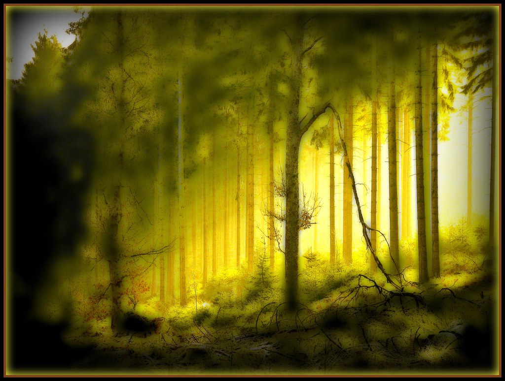 Wald bei Ründeroth - abstract forest