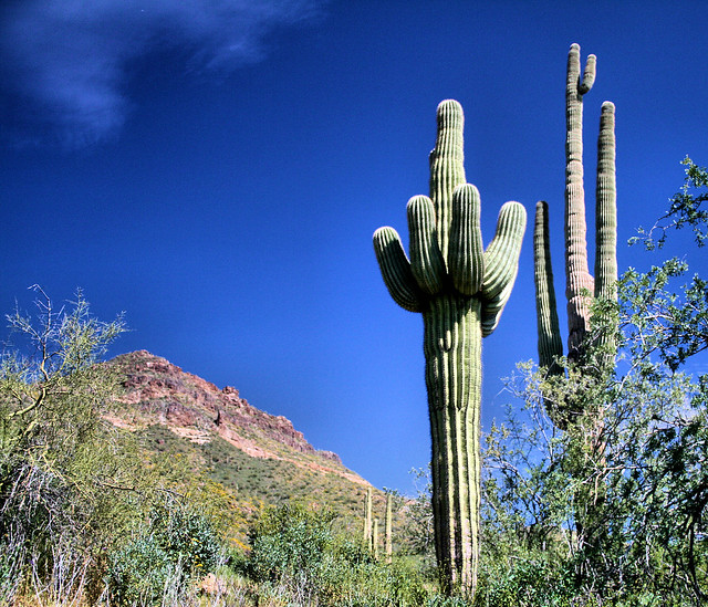 Saguaro Cacti at Usery Regional Park