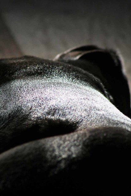 Black Labrador 1   -  Christopher D. LeClaire photo, 2008