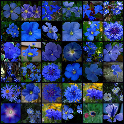 Mosaic: Set: Cool Blue Flowers by MidiMacMan