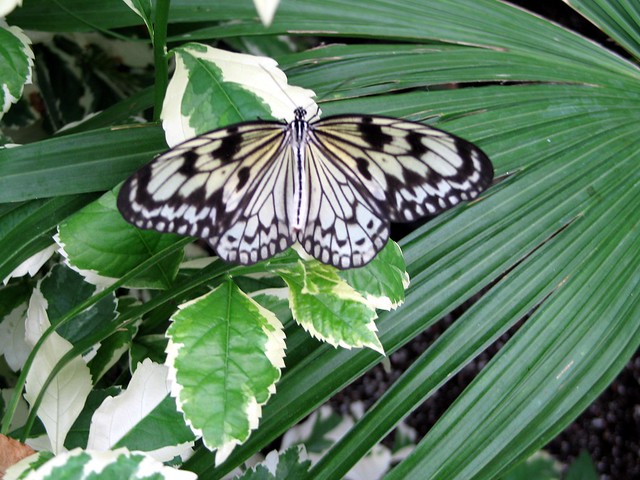 Butterfly, Butterfly House, Whitehouse, Ohio